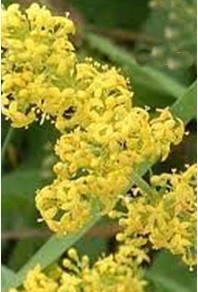 SÂNZÂIENELE ȘI ZIUA IEI sanziene floare